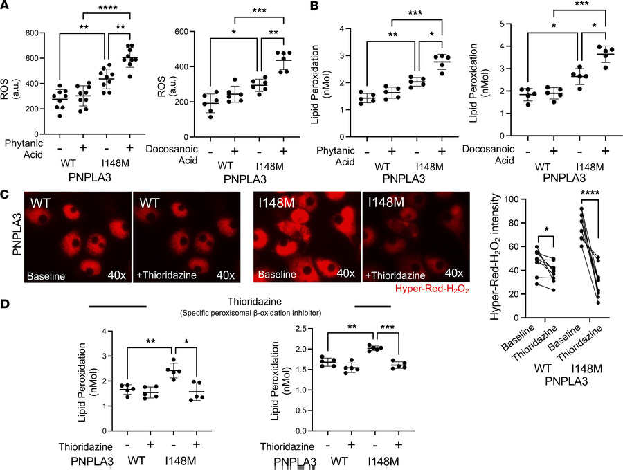 Functional assessment of peroxisomal β-oxidation in human PNPLA3-I148M h...