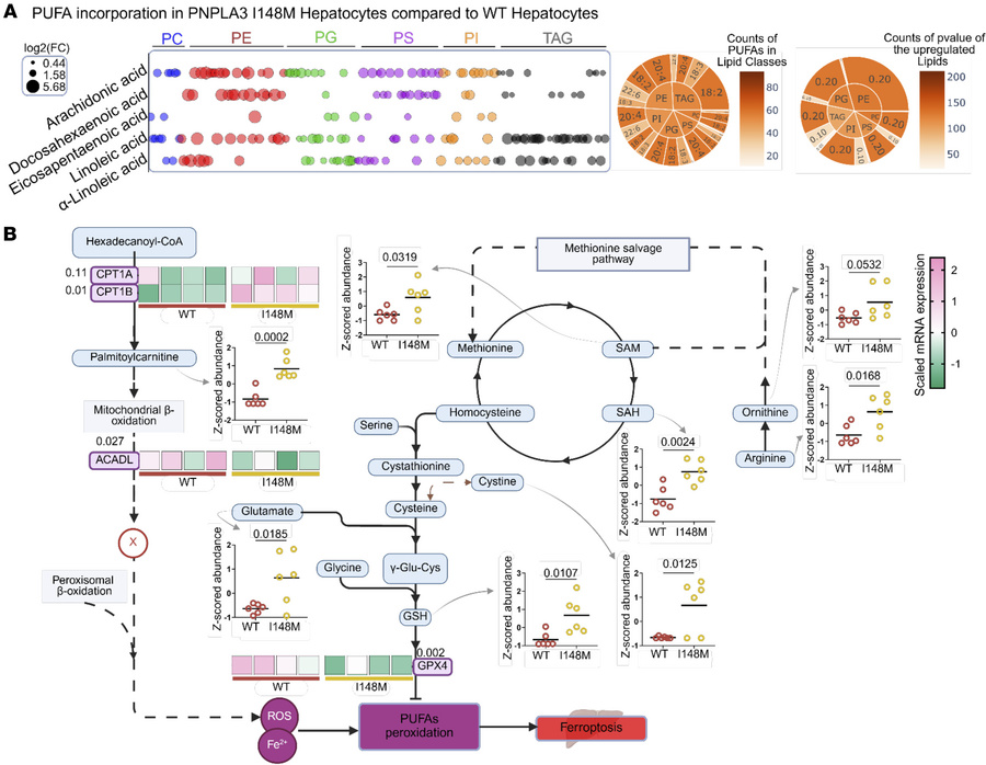 PUFA-enriched lipid reprogramming links PNPLA3-I148M to ferroptosis.
(A)...