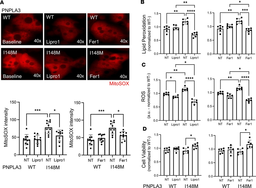 The ferroptosis inhibitors Lipro1 and Fer1 suppress cellular stress and ...