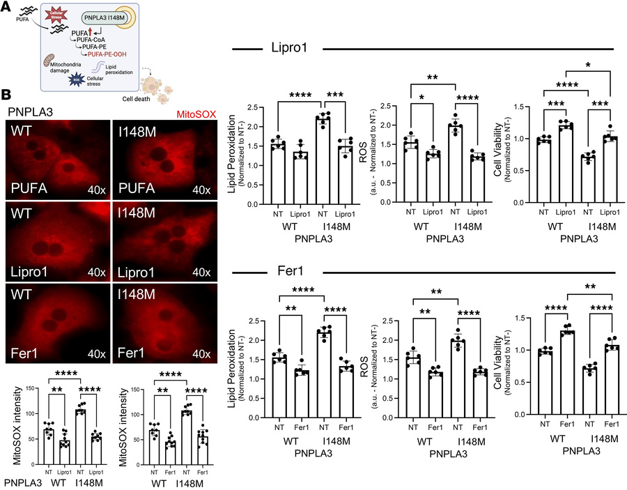 Lipro1 and Fer1 suppress cellular stress and cell death in human PNPLA3-...