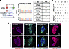 Generation and characterization of iPSC-PNPLA3-I148M and iPSC-PNPLA3-WT.