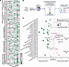 Integration of transcriptomic data with a genome-scale model of human metab
