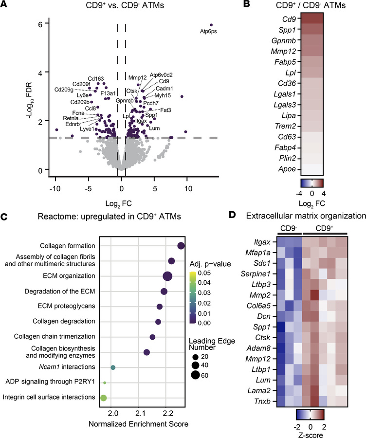 CD9+ adipose tissue macrophages have increased expression of extracellul...