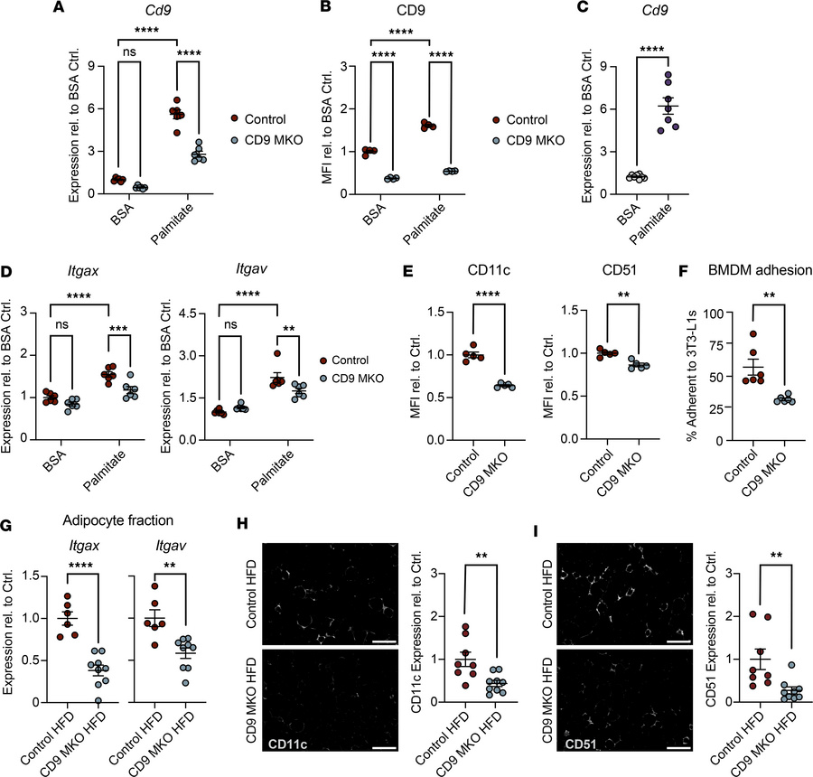 CD9 promotes macrophage integrin expression and adhesion.
(A and B) BMDM...