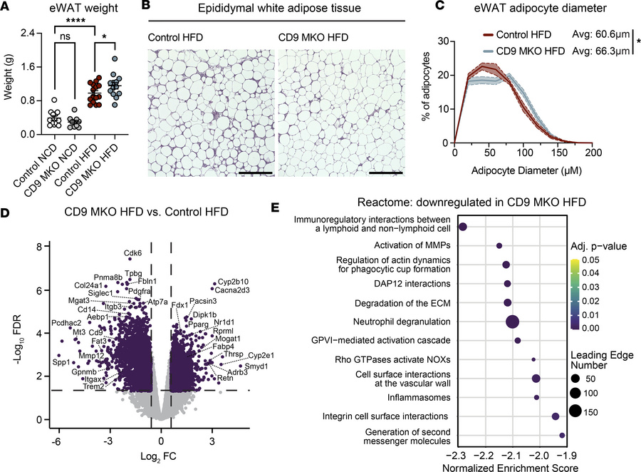 Myeloid-intrinsic CD9 alters adipose tissue remodeling during obesity.
E...