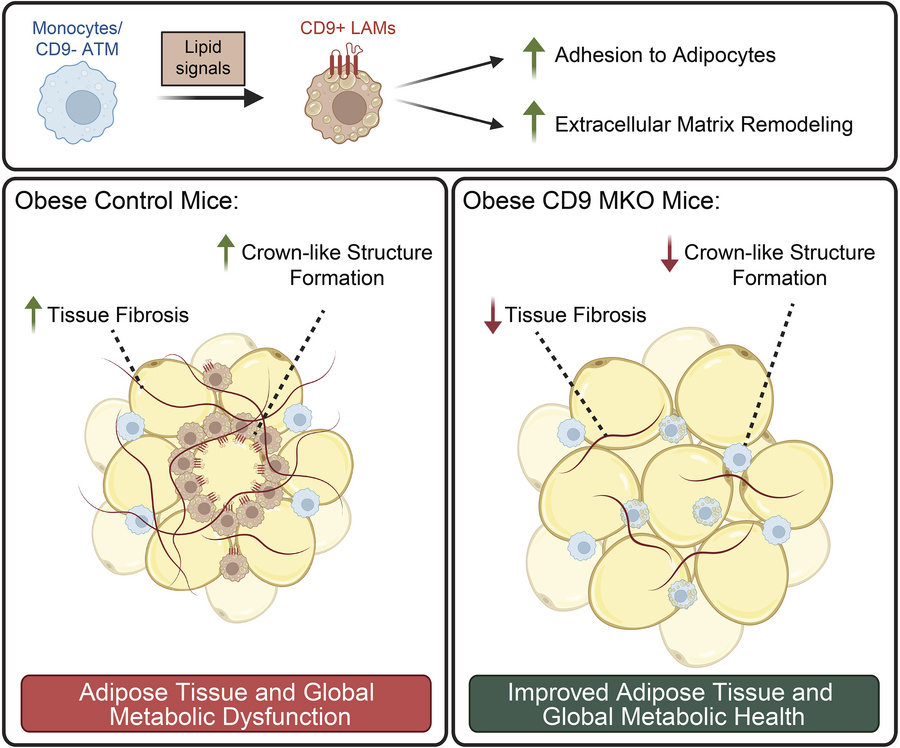 graphical abstract