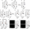 CD9 promotes macrophage integrin expression and adhesion.