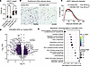 Myeloid-intrinsic CD9 alters adipose tissue remodeling during obesity.