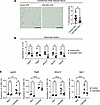 Myeloid-intrinsic CD9 promotes adipose tissue fibrosis and macrophage profi