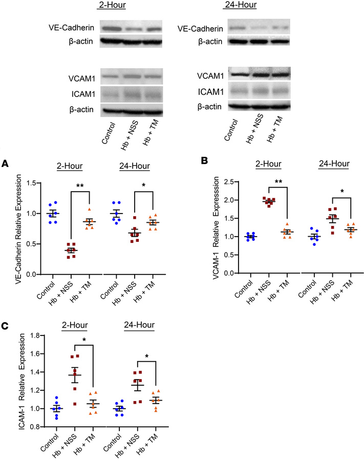 Vascular integrity and injury biomarkers are improved in the lungs of SC...