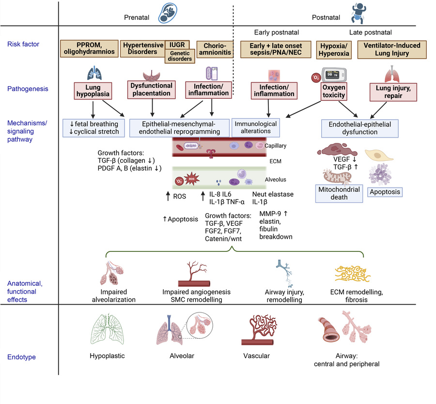 Pathogenesis of BPD showing the links between clinical risk factors, und...