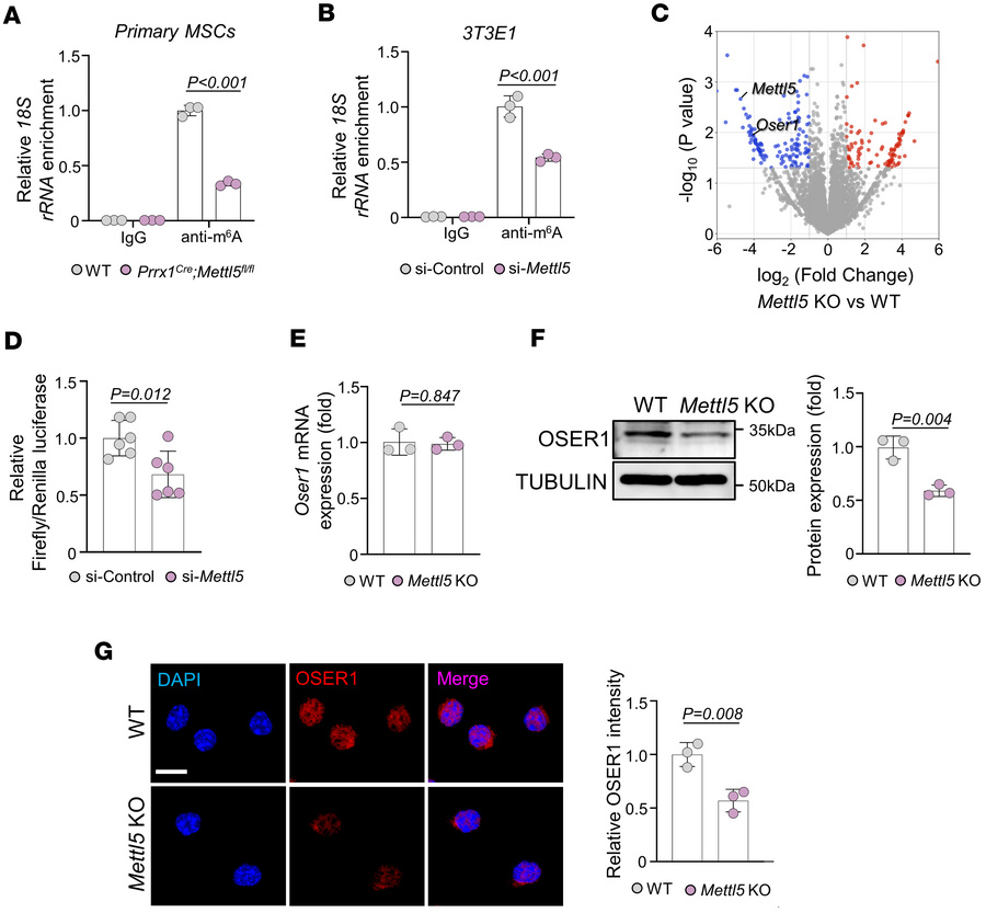 METTL5 regulates the translation of OSER1.
(A) Methylated RNA IP–qPCR an...