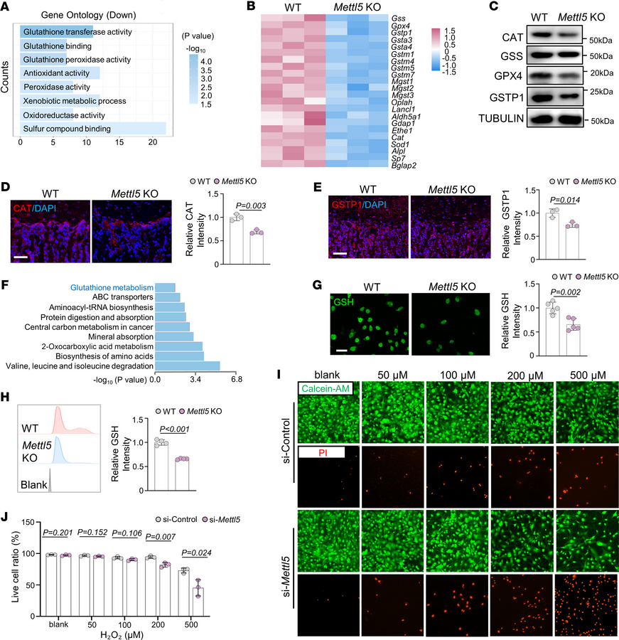 
Mettl5 deletion leads to reduced antioxidant capacity in osteogenic lin...
