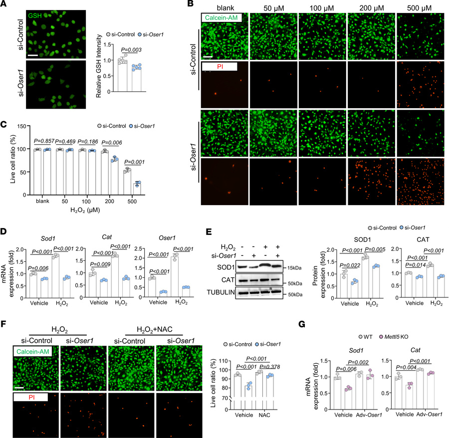 OSER1 supports antioxidant defense in osteogenic lineage cells.
(A) Repr...