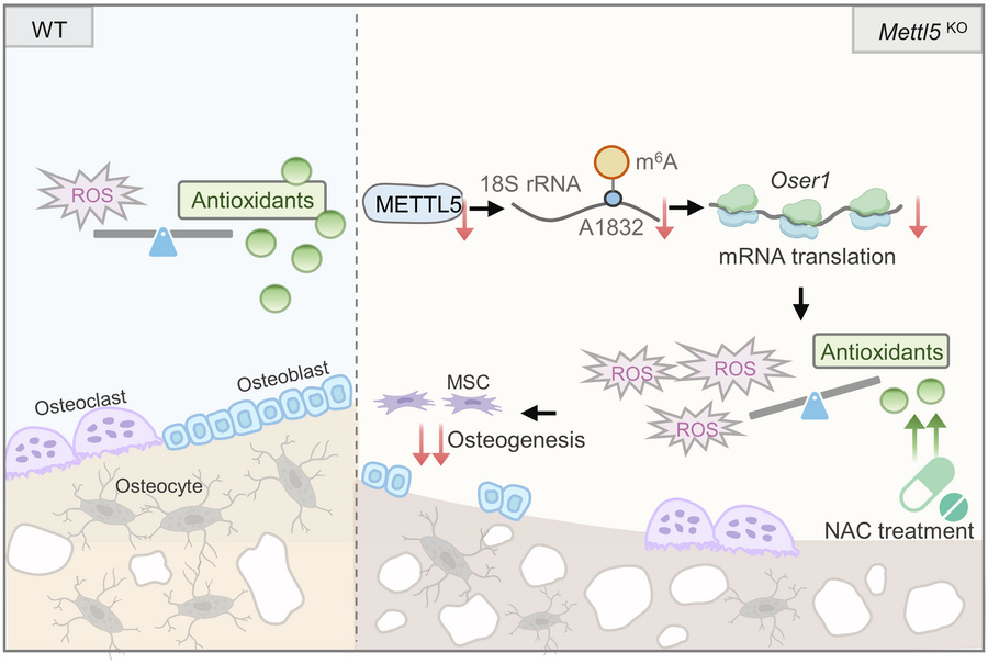 graphical abstract