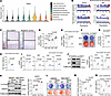 OSER1 is involved in osteogenic differentiation.