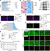 Mettl5 deletion leads to reduced antioxidant capacity in osteogenic lineage