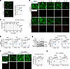 OSER1 supports antioxidant defense in osteogenic lineage cells.