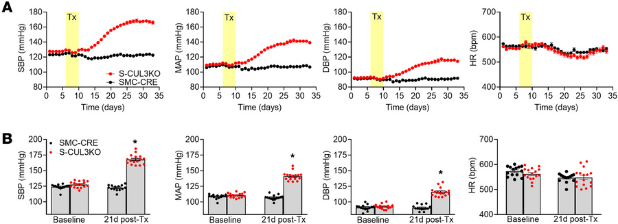 Blood pressure and heart rate in S-CUL3-KO mice.
(A) Multiple cohort sum...