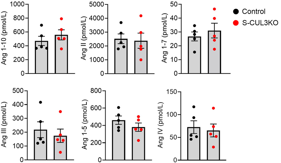 ANG peptides.
Serum RAS fingerprint visualizing the equilibrium concentr...