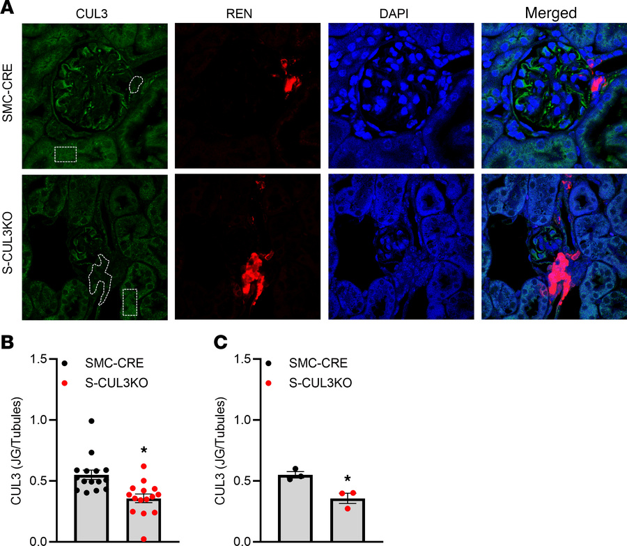 Decreased Cul3 expression in JG cells.
(A) Immunofluorescence images det...