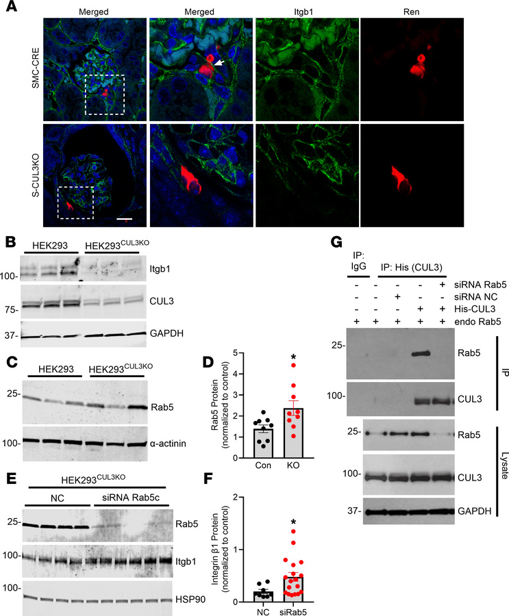 Renal integrin β1 expression.
(A) Immunofluorescent probe demonstrating ...