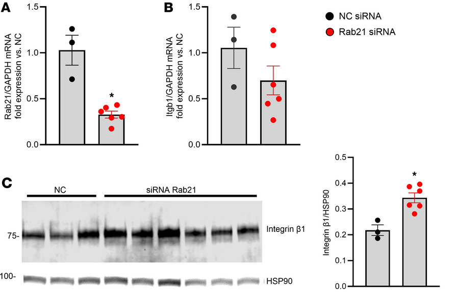 Role of Rab21 in integrin β1 in CUL3KO cells.
(A) Expression of Rab21 mR...