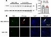 SMC-CRE activity in JG cells.