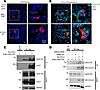 Renal Lamin A/C expression and interaction with CUL3.