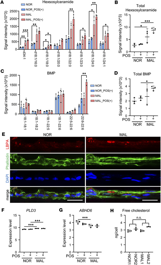 Increased hexosylceramide and bis-monoacylglycerophosphate levels in MAL...