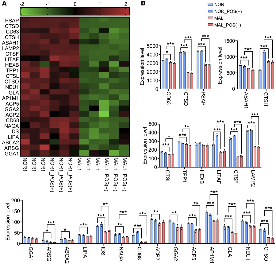 Reduced expression of lysosome-related proteins in MAL iPSC-RPE cells.
i...