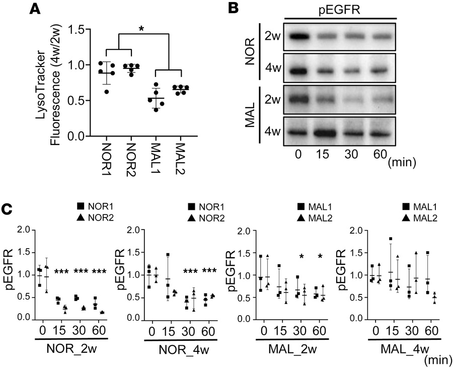 Lysosomal dysfunction in MAL iPSC-RPE cells.
iPSC-RPE cells were culture...