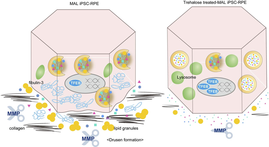 graphical abstract