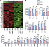 Reduced expression of lysosome-related proteins in MAL iPSC-RPE cells.