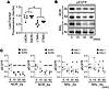 Lysosomal dysfunction in MAL iPSC-RPE cells.
