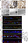 Rescue of cellular morphology and suppression of apoptosis by trehalose in
