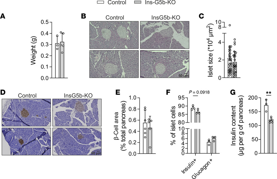 Reduced insulin content in obese Ins-G5b–KOs.
(A) Pancreas weight in con...