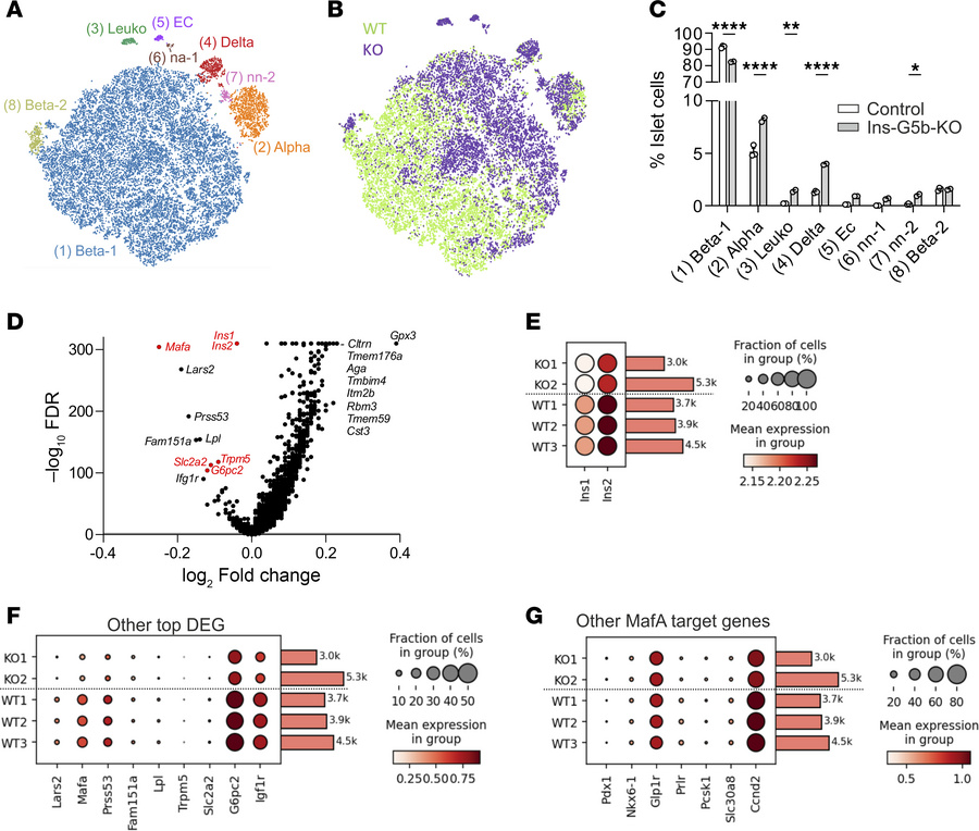 Single-cell transcriptome characterization of pancreatic islets from obe...