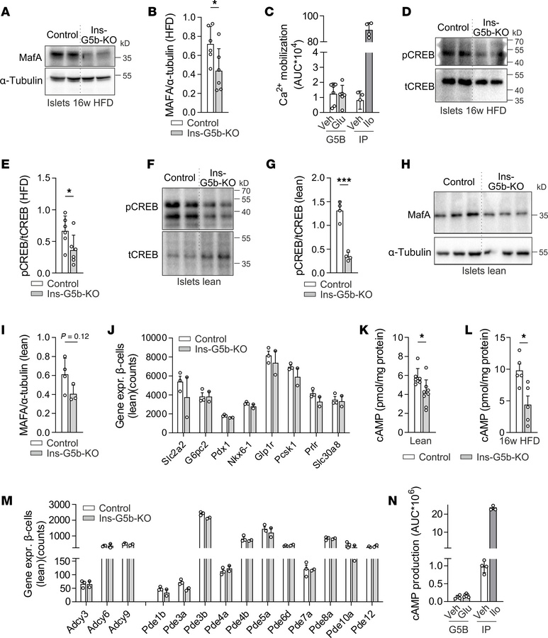 Impaired cAMP/CREB/MafA signaling in obese Ins-G5b–KOs.
(A and B) Immuno...