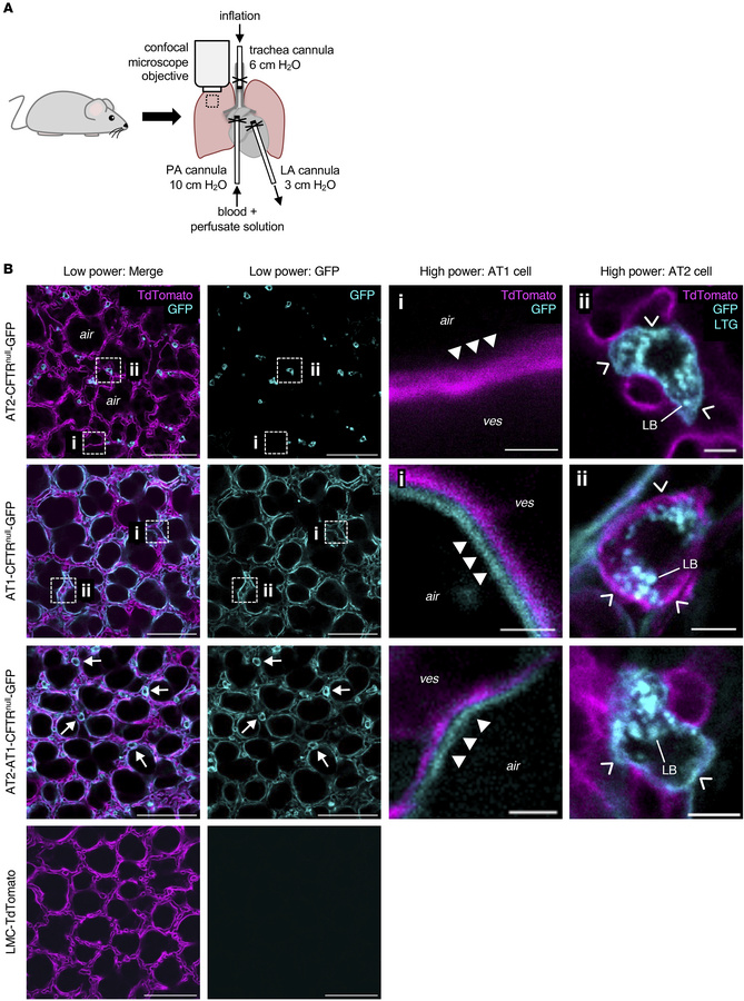 Alveolar epithelial cell type-specificity of GFP expression.
(A) The ill...