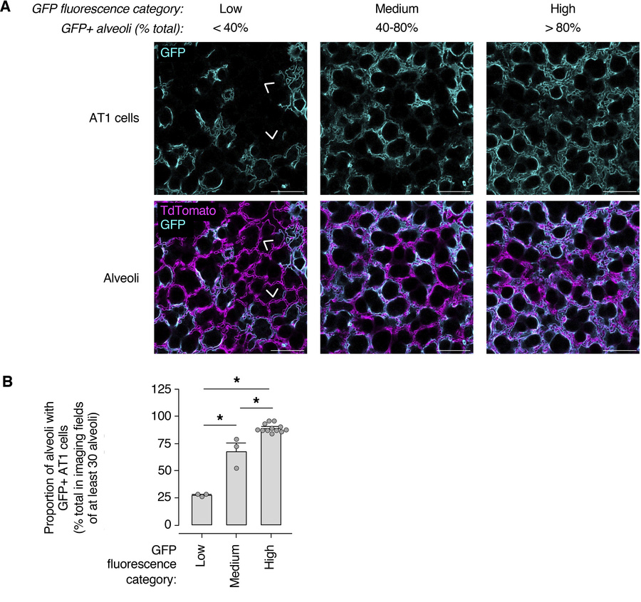 Cre recombination is spatially heterogeneous across alveoli of AT1-CFTRn...