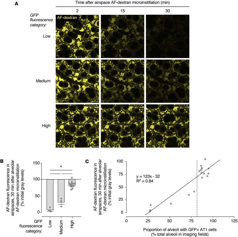 Dose-dependent relationship between AT1 cell Cftr deficiency and inhibit...
