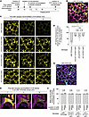 Real-time confocal imaging of liquid secretion in live alveoli.
