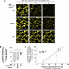 Dose-dependent relationship between AT1 cell Cftr deficiency and inhibition
