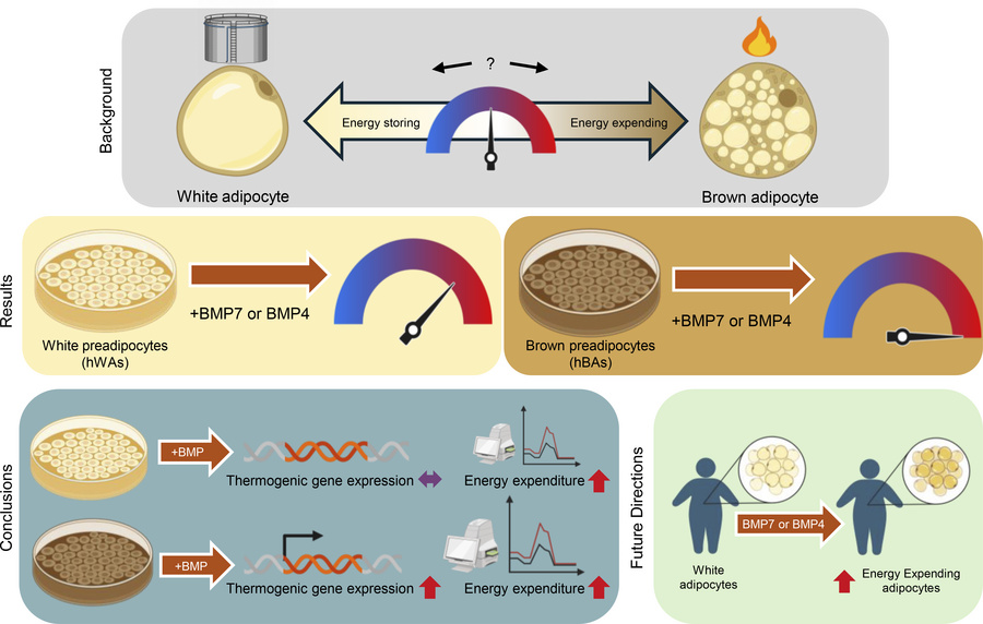 JCI Insight - Bone Morphogenetic Proteins 4 and 7 Increase Human White ...