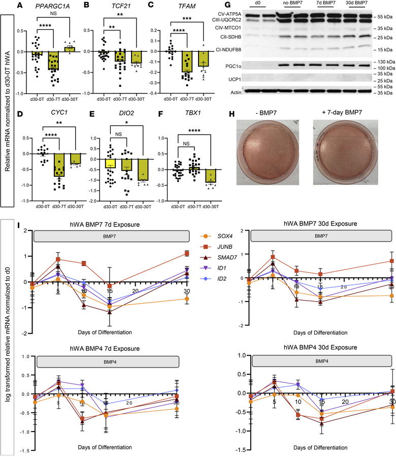 BMP7 treatment decreased TCF21 white adipocyte markers and decreased bei...