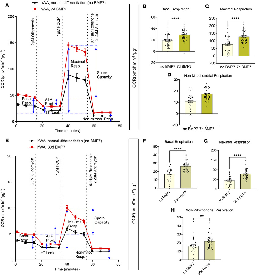 BMP7 treatment increased basal and stimulated cellular bioenergetics in ...