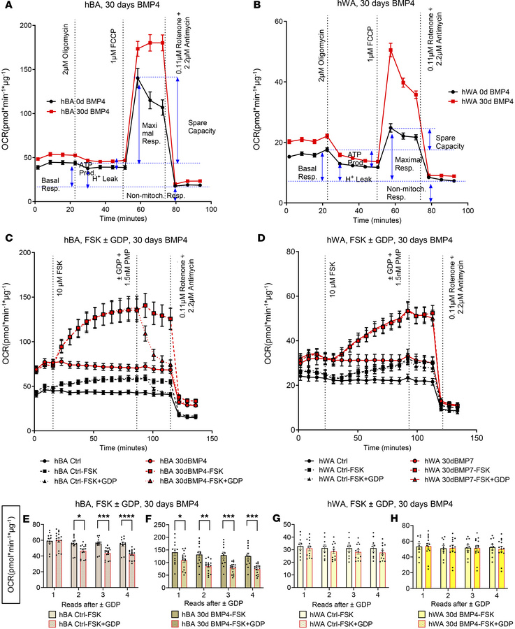 BMP4 treatment for 30 days affected cellular bioenergetics in hBAs and h...