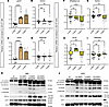 BMP4 treatment of 7 days in hBAs and hWAs induces a gene expression pattern