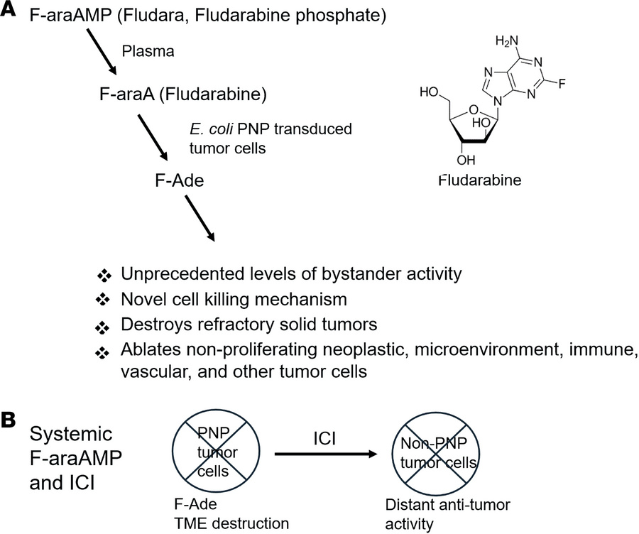 Assessment of tumor ablation with E. coli PNP and immune checkpoint inhi...